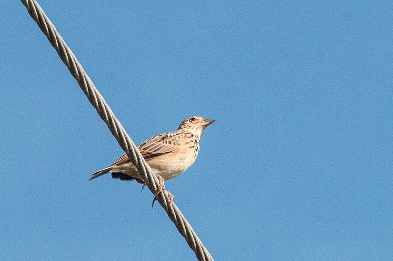 Jerdon's Bushlark, Grounds of Jetwing Yala, Sri Lanka