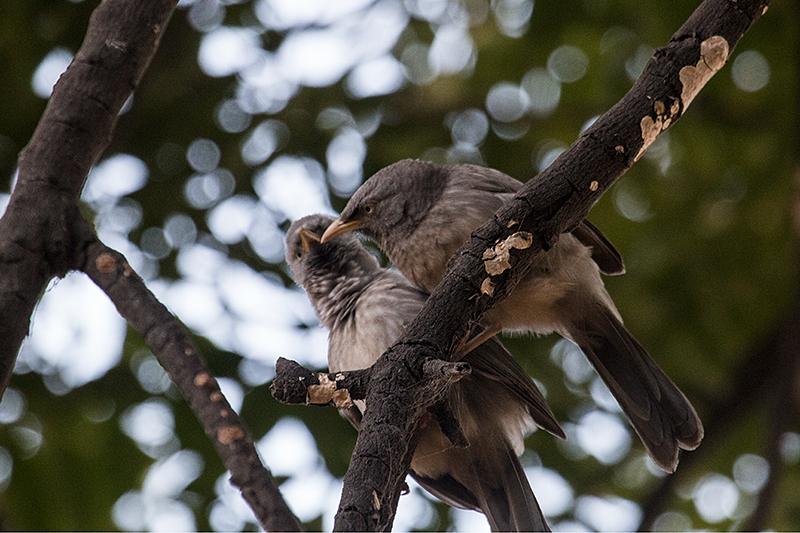 Jungle Babbler, Ashok Country Resort, New Delhi, India