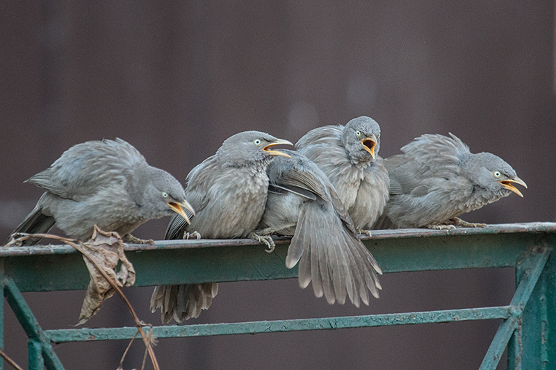 Jungle Babbler, Ashok Country Resort, New Delhi, India