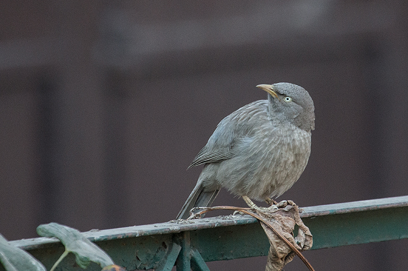 Jungle Babbler, Ashok Country Resort, New Delhi, India