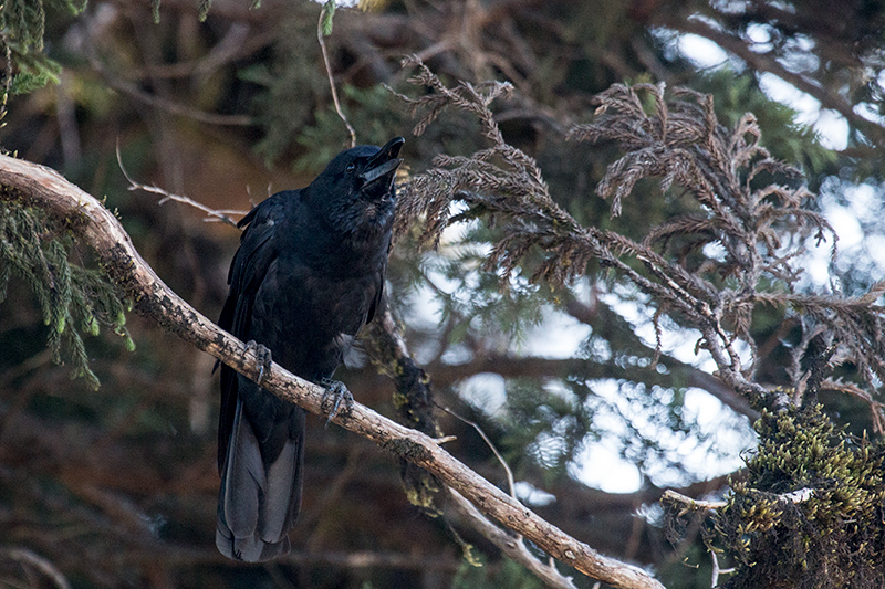 Large-billed Crow, Horton Plains National Park, Sri Lanka