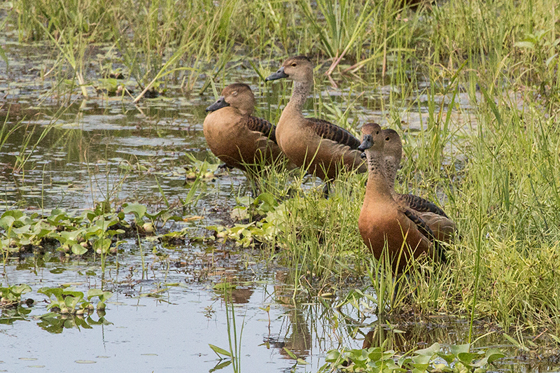 Lesser Whistling-Duck, Yala National Park, Colombo, Sri Lanka