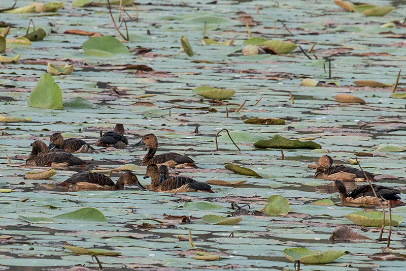 Lesser Whistling-Duck, Thalangama Lake and Road, Colombo, Sri Lanka