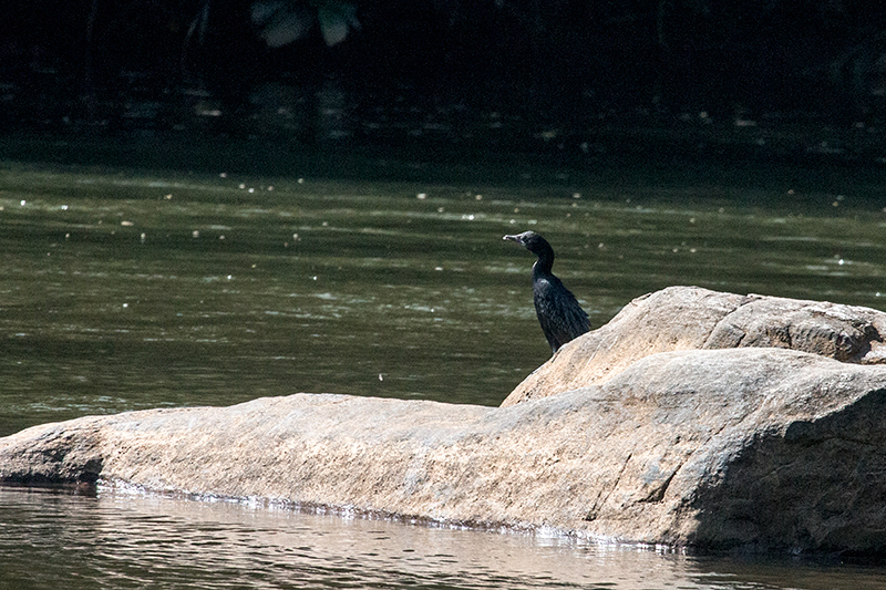 Little Cormorant, Kitulgala, Sri Lanka