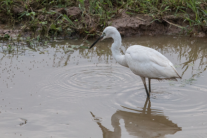 Little Egret, Yala National Park, Sri Lanka