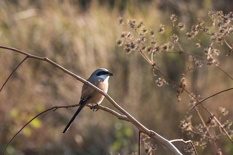 Long-tailed Shrike, Drive From Pangot to Corbett National Park, India