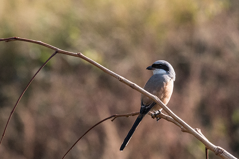 Long-tailed Shrike, Drive From Pangot to Corbett National Park, India