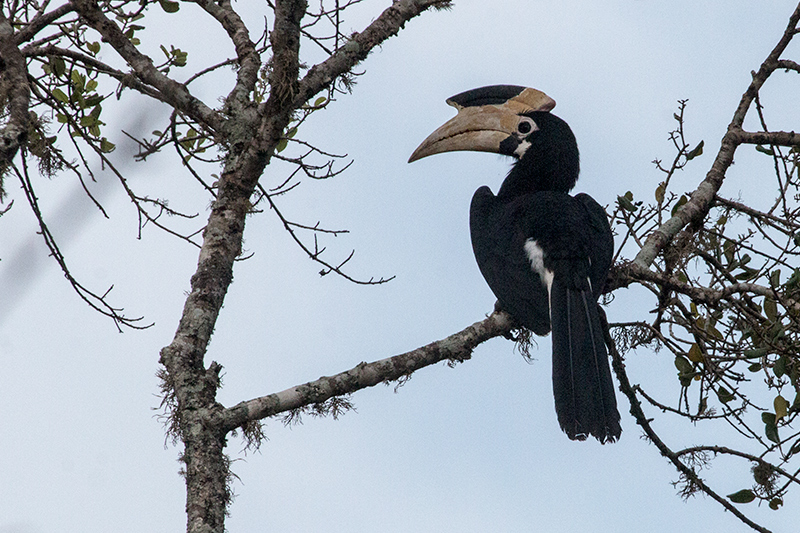 Malabar Pied-Hornbill, Yala National Park, Sri Lanka