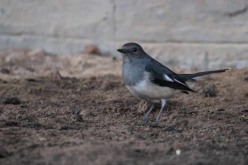 Female Oriental Magpie-Robin, Ashok Country Resort, New Delhi, India