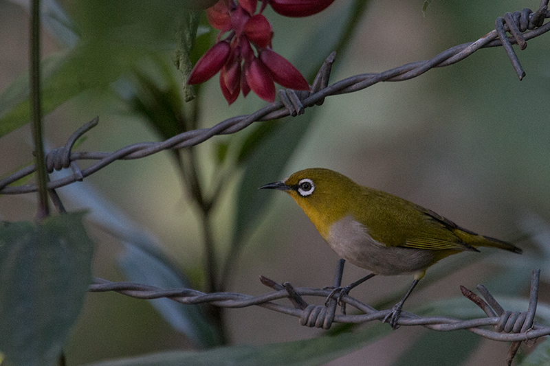 Oriental White-eye, Tiger Camp, India