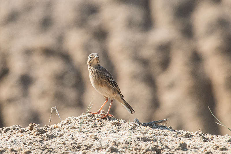 Paddyfield Pipit, Yala National Park, Sri Lanka