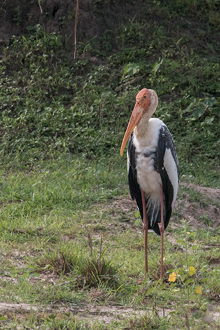 Painted Stork, Yala National Park, Sri Lanka