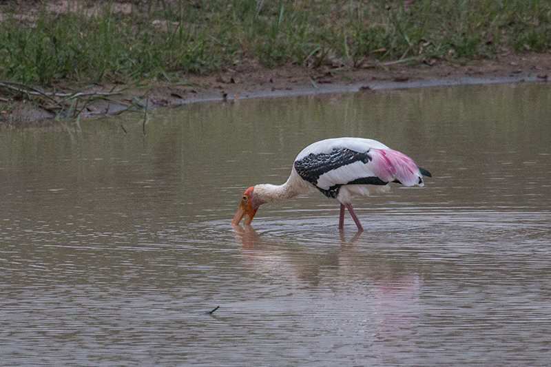 Painted Stork, Yala National Park, Sri Lanka