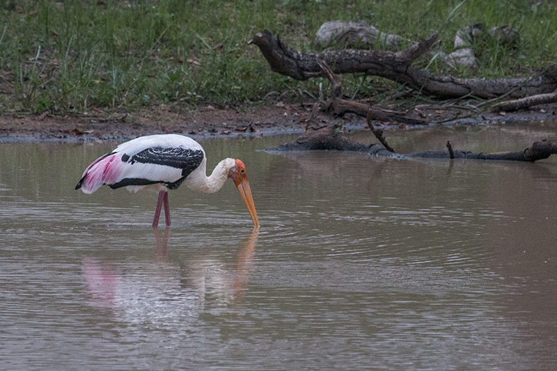 Painted Stork, Yala National Park, Sri Lanka