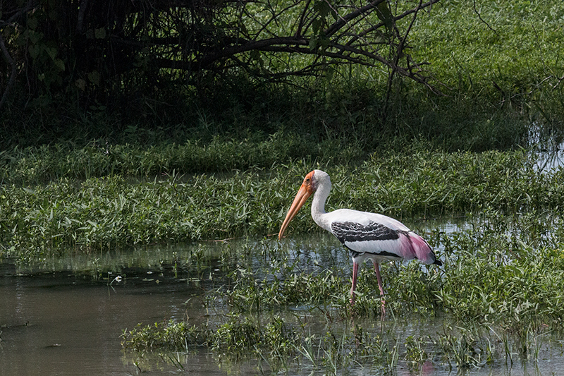 Painted Stork, Yala National Park, Sri Lanka