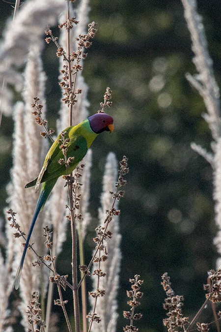 Plum-headed Parakeet, Jim Corbett National Park, India