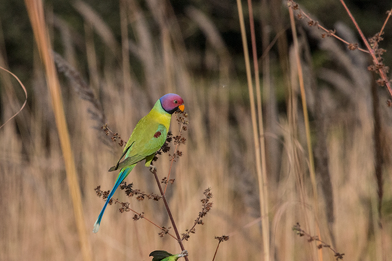 Plum-headed Parakeet, Jim Corbett National Park, India