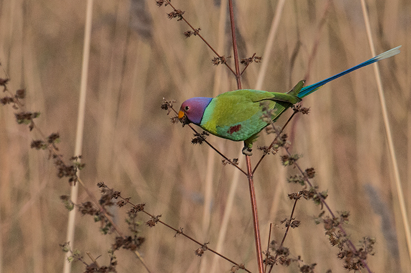 Plum-headed Parakeet, Jim Corbett National Park, India