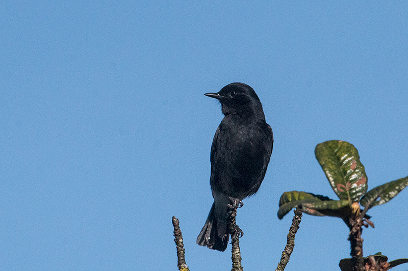 Pied Bushchat, Horton Plains National Park, Sri Lanka