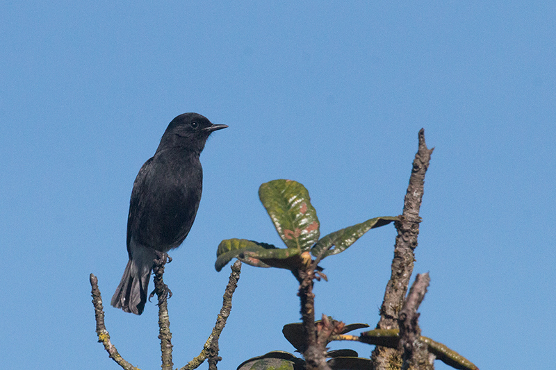 Pied Bushchat, Horton Plains National Park, Sri Lanka