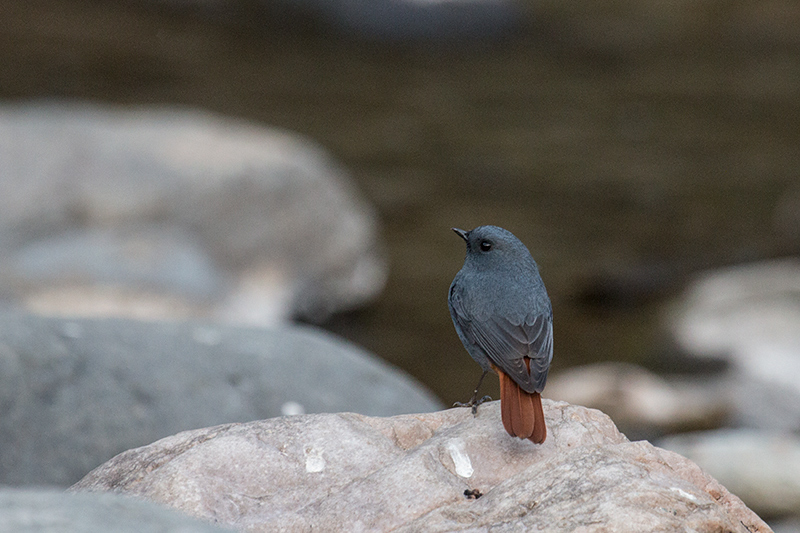 Plumbeous Redstart, Chappi River, India