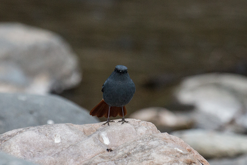 Plumbeous Redstart, Chappi River, India