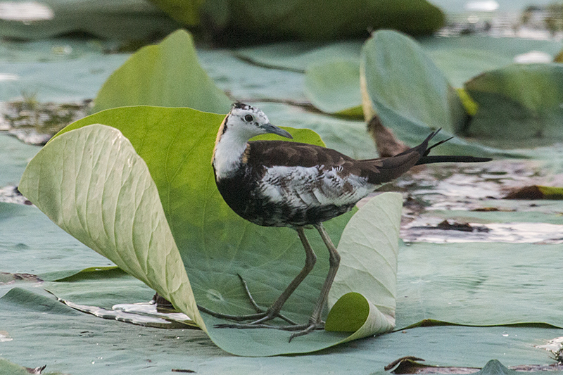 Pheasant-tailed Jacana, Tissa Wetlands, Sri Lanka