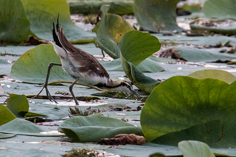 Pheasant-tailed Jacana, Tissa Wetlands, Sri Lanka