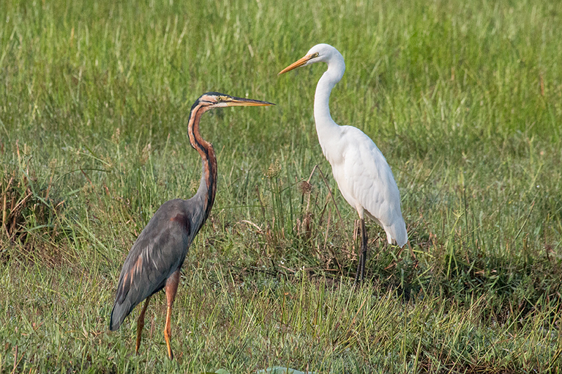 Purple Heron with Great Egret, Thalangama Lake and Road, Colombo, Sri Lanka