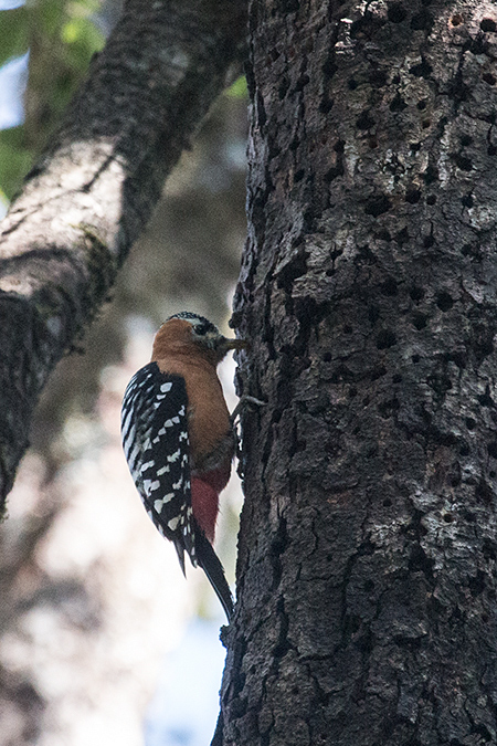 Rufous-bellied Woodpecker, Binayak Road from Pangot to Binayak, India