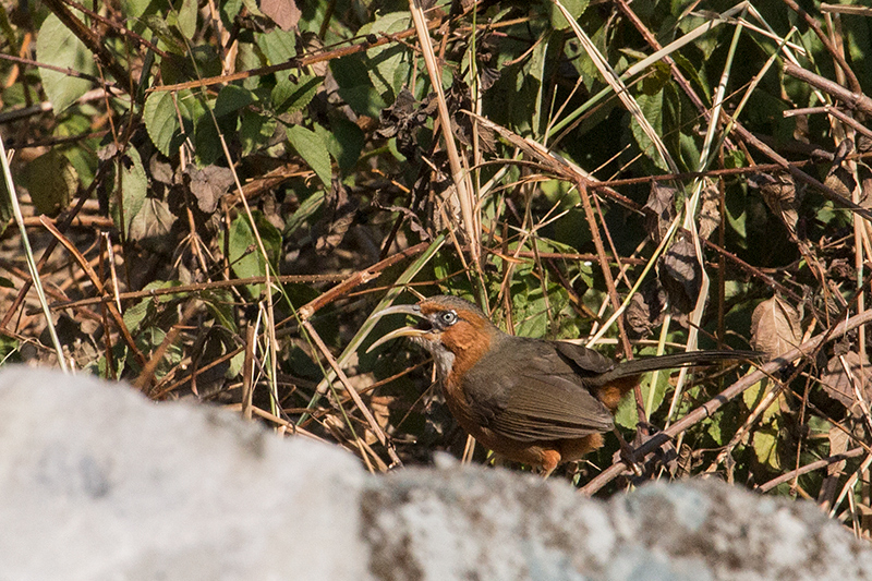 Rusty-cheeked Scimitar-Babbler, Drive to Sattal Road, Nainital, India