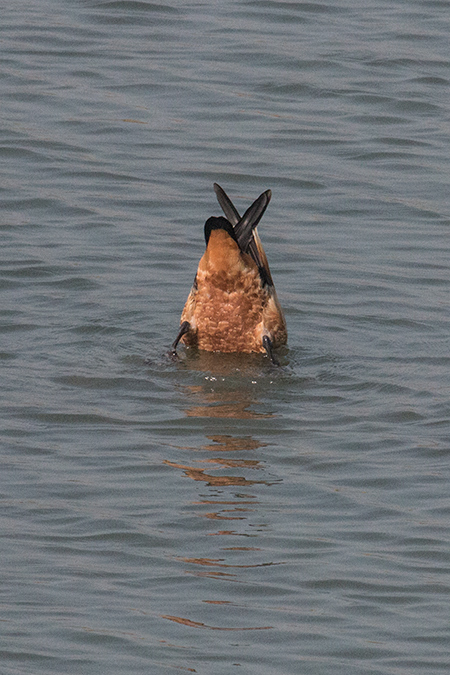 Ruddy Shelduck, Koshi River Dam, India