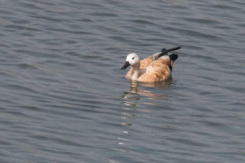 Ruddy Shelduck, Koshi River Dam, India