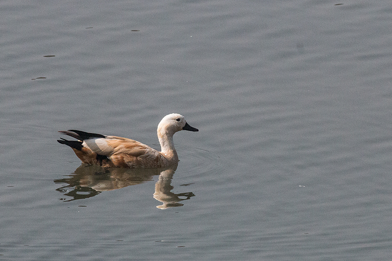 Ruddy Shelduck, Koshi River Dam, India