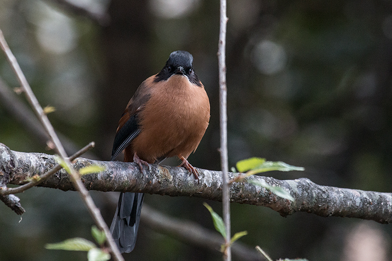 Rufous Sibia, Jungle Lore Birding Lodge, Pangot, India