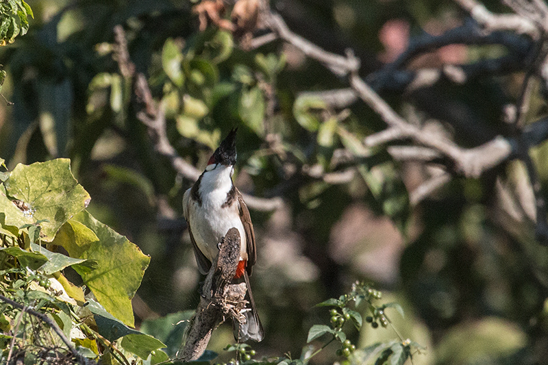 Red-vented Bulbul, Tiger Camp, India