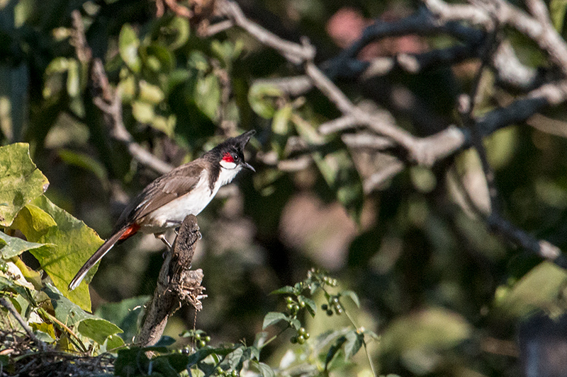 Red-vented Bulbul, Tiger Camp, India