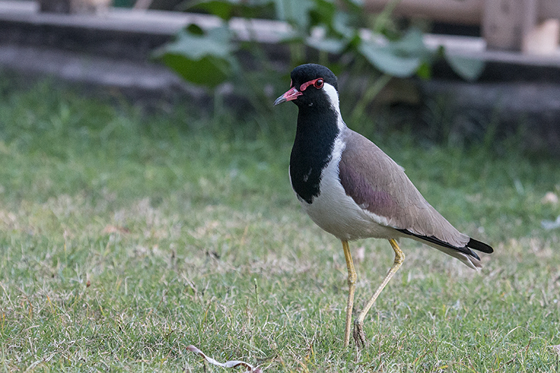 Red-wattled Lapwing, Ashok Country Resort, New Delhi, India