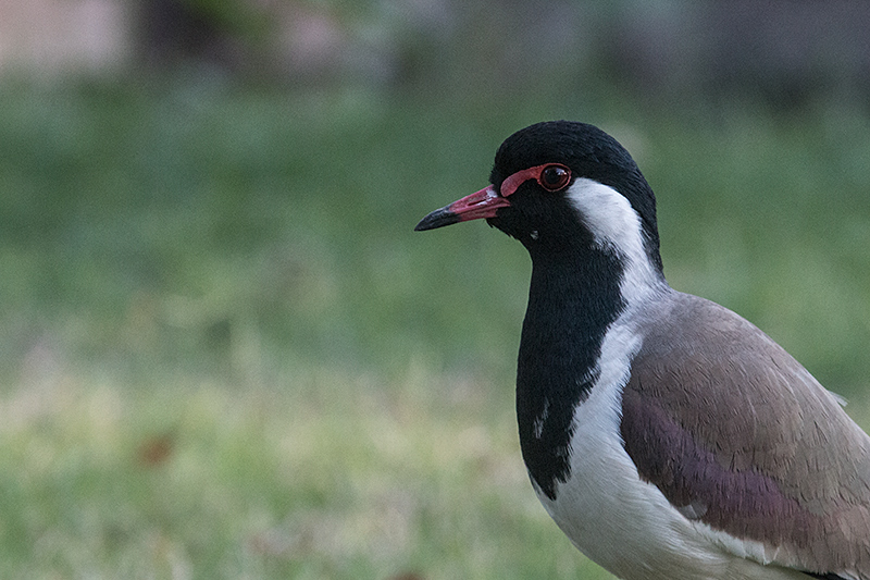 Red-wattled Lapwing, Ashok Country Resort, New Delhi, India