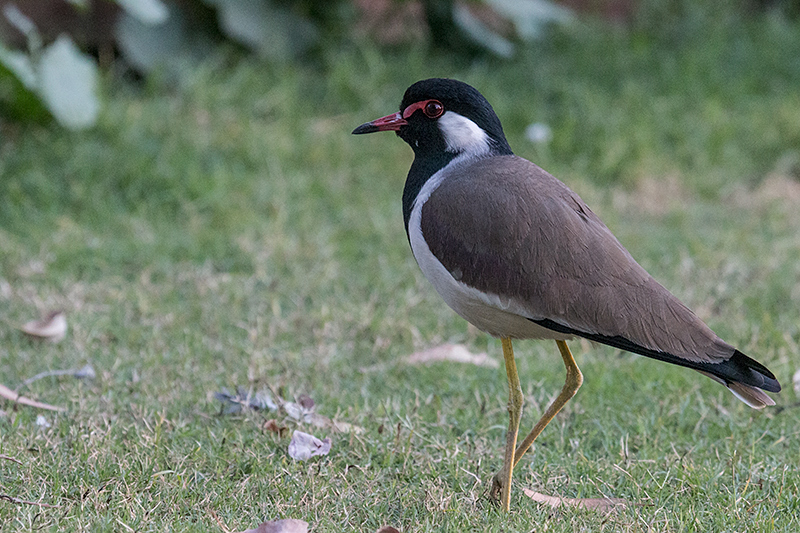 Red-wattled Lapwing, Ashok Country Resort, New Delhi, India