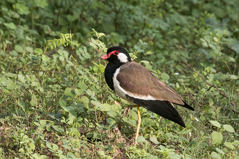 Red-wattled Lapwing, Yala National Park, Sri Lanka