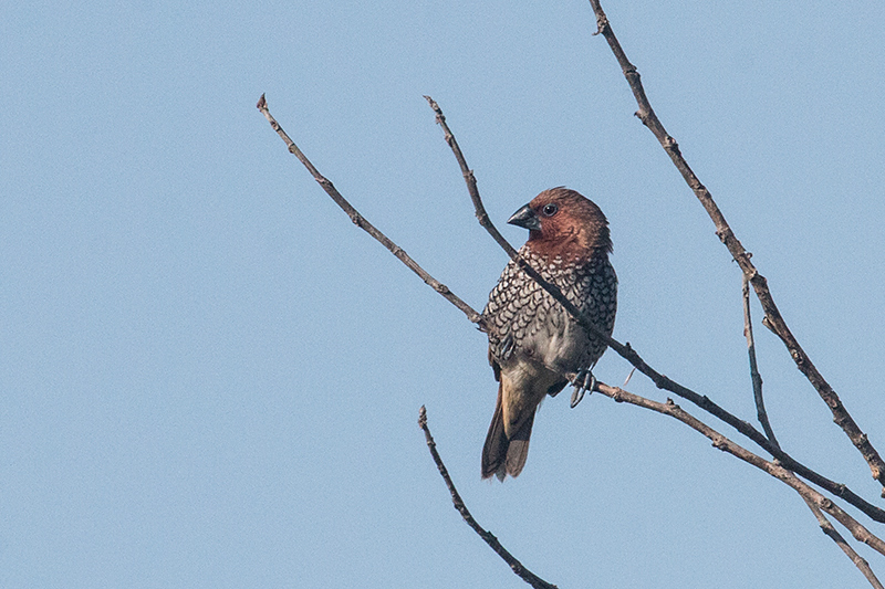 Scaly-breasted Munia, Grounds of Jetwing Yala, Sri Lanka