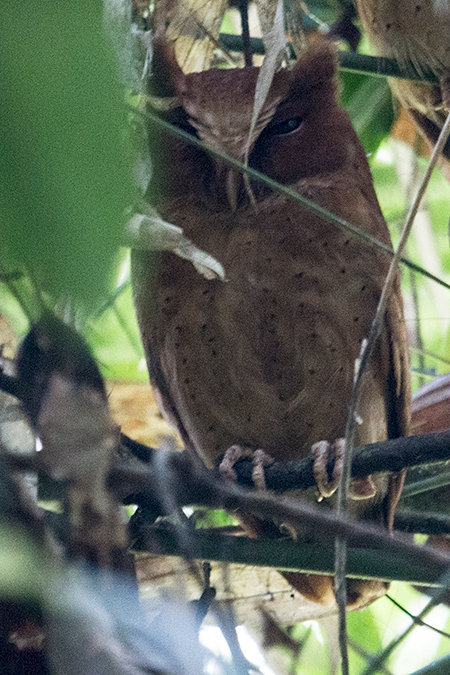 Serendib Scops-Owl, A Sri Lankan Endemic, Makandawa Rain Forest, Kitulgala, Sri Lanka