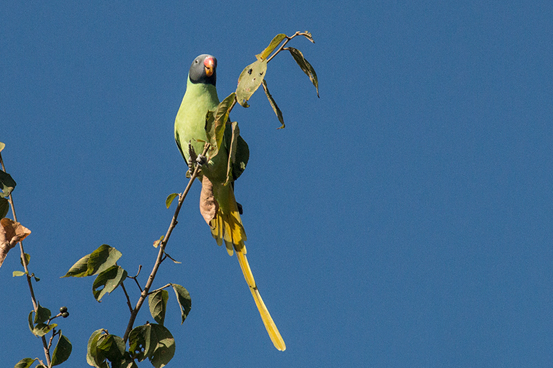 Slaty-headed Parakeet, Drive to Sattal Road, Nainital, India