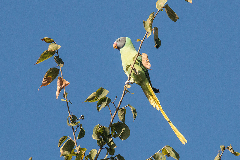 Slaty-headed Parakeet, Drive to Sattal Road, Nainital, India