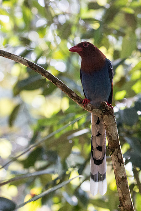Sri Lanka Blue-Magpie, A Sri Lankan Endemic, Sinharaja Forest Reserve Entrance, Sri Lanka