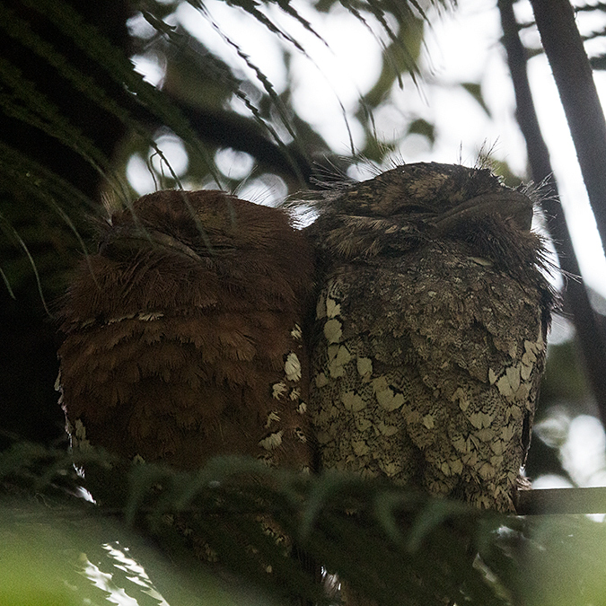 Sri Lanka Frogmouth, Sinharaja Forest Reserve, Sri Lanka