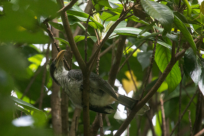 Sri Lanka Gray Hornbill, a Sri Lanka Endemic, Kitulgala, Sri Lanka