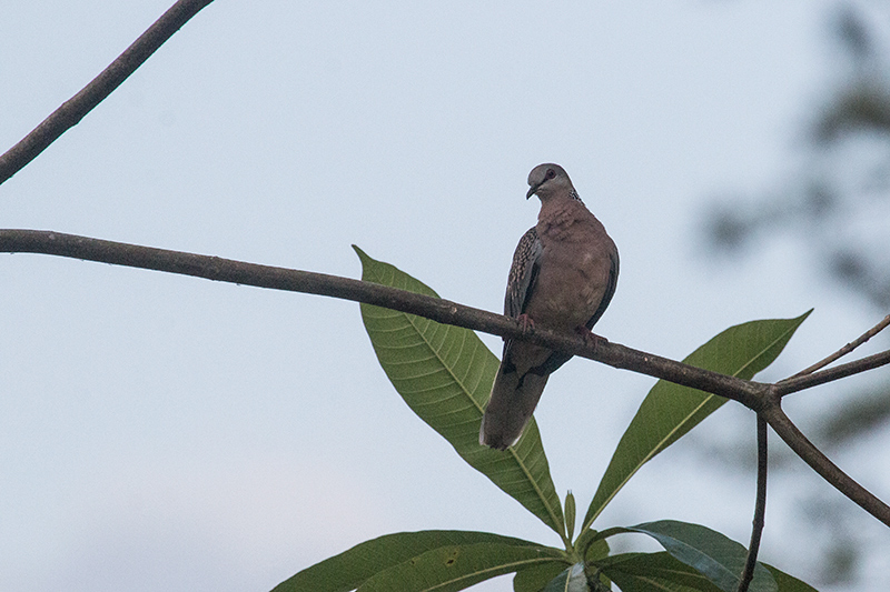 Spotted Dove, Sinharaja Forest Reserve, Sri Lanka