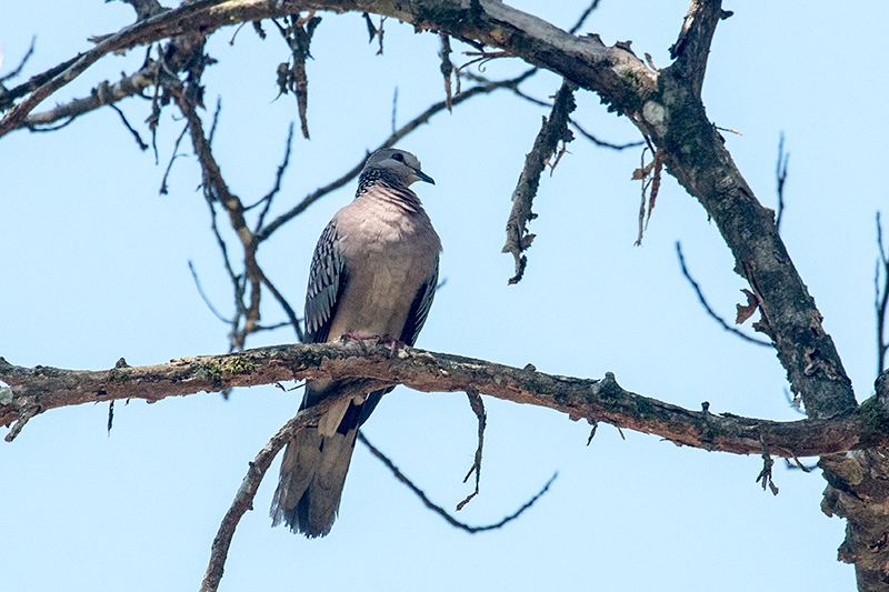 Spotted Dove,Kitulgala, Sri Lanka